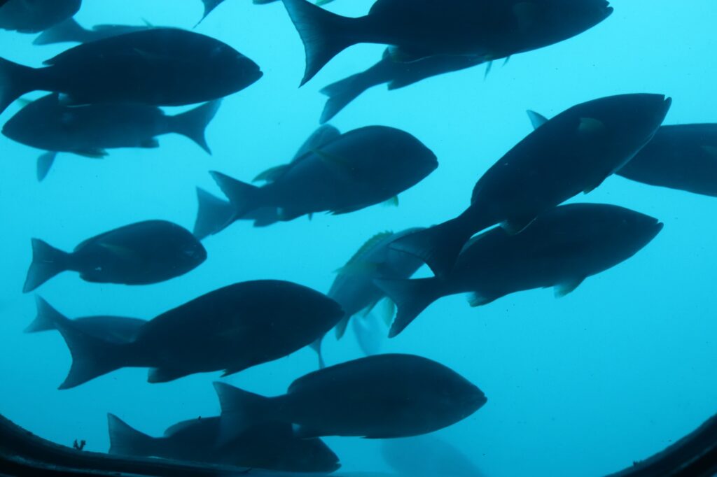 魚の群れ