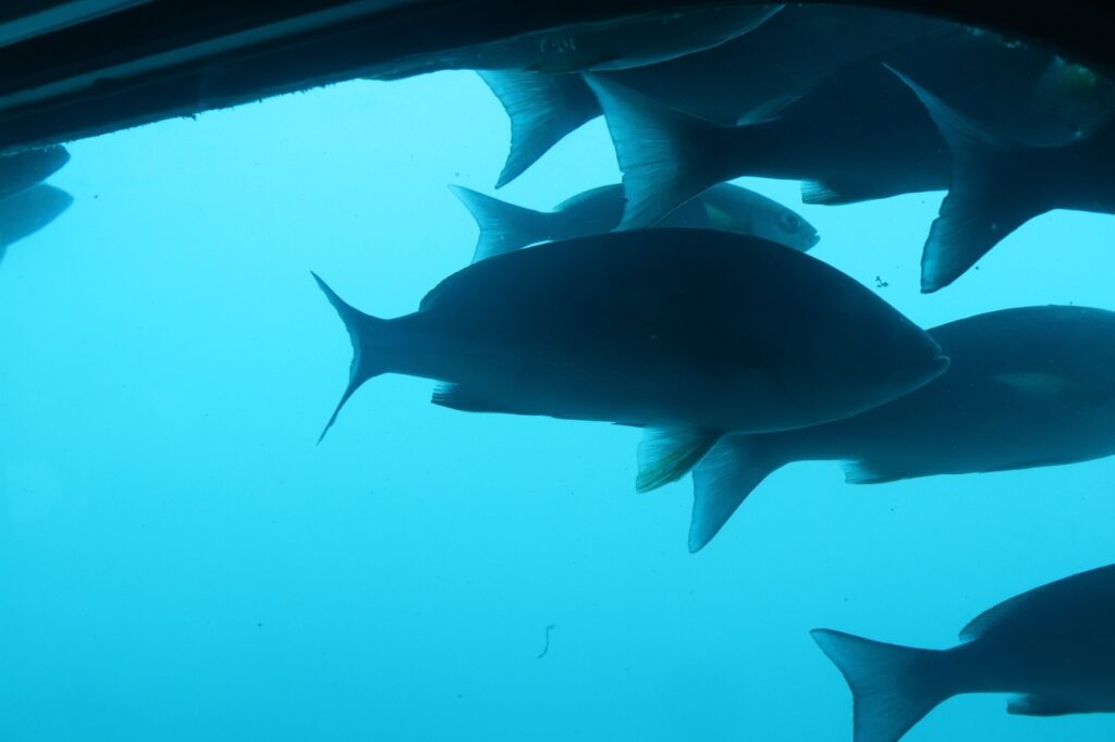 魚の群れ