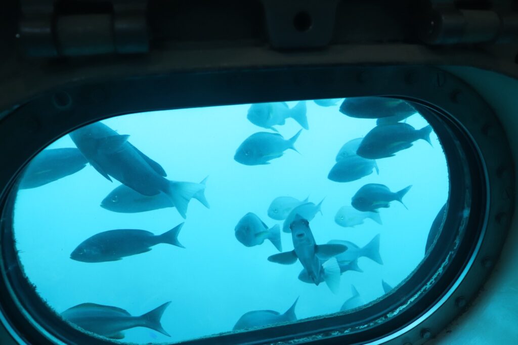 海中展望塔の窓から見える魚たち