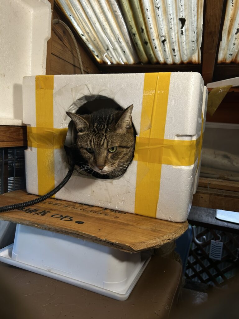 OB八潮店の看板猫きのこ